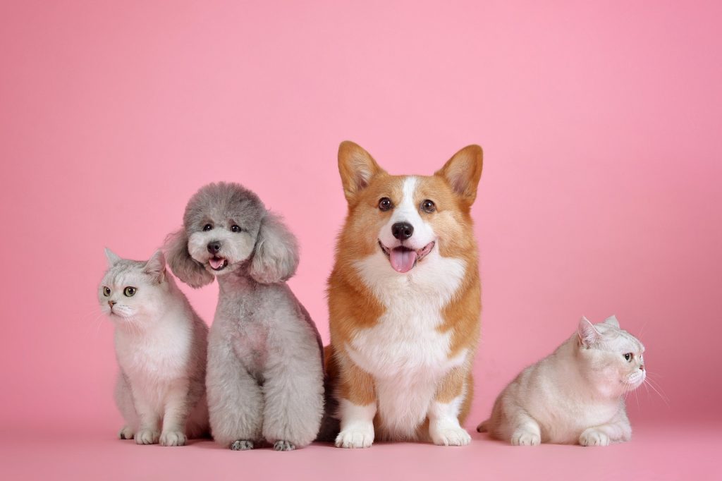 Perfect Pet Products: Choosing Correct Materials for Your Pet Friend